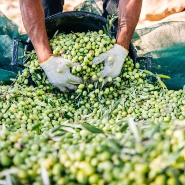 Récolteuse d’Olives Électrique HV02 LISHUI – Image 8