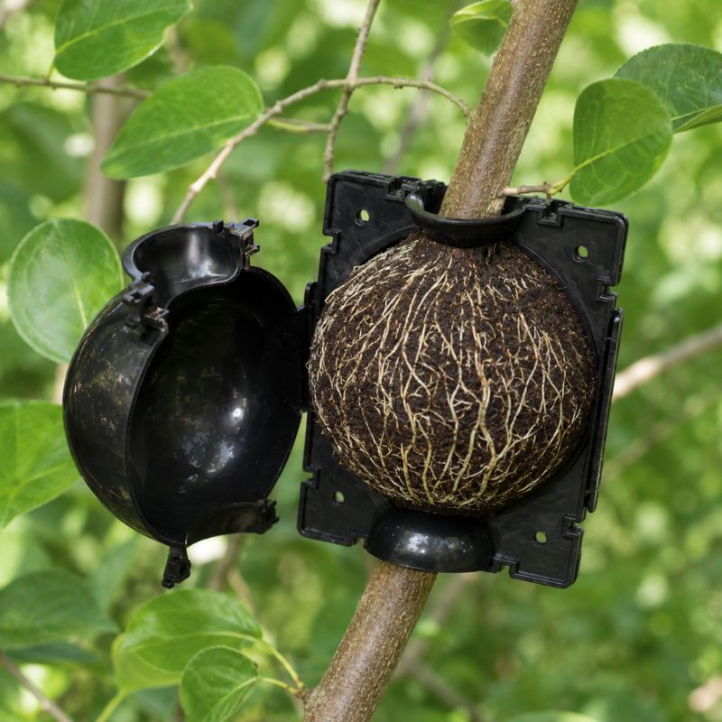Boules de marcottage – Pack de 10 – Image 4
