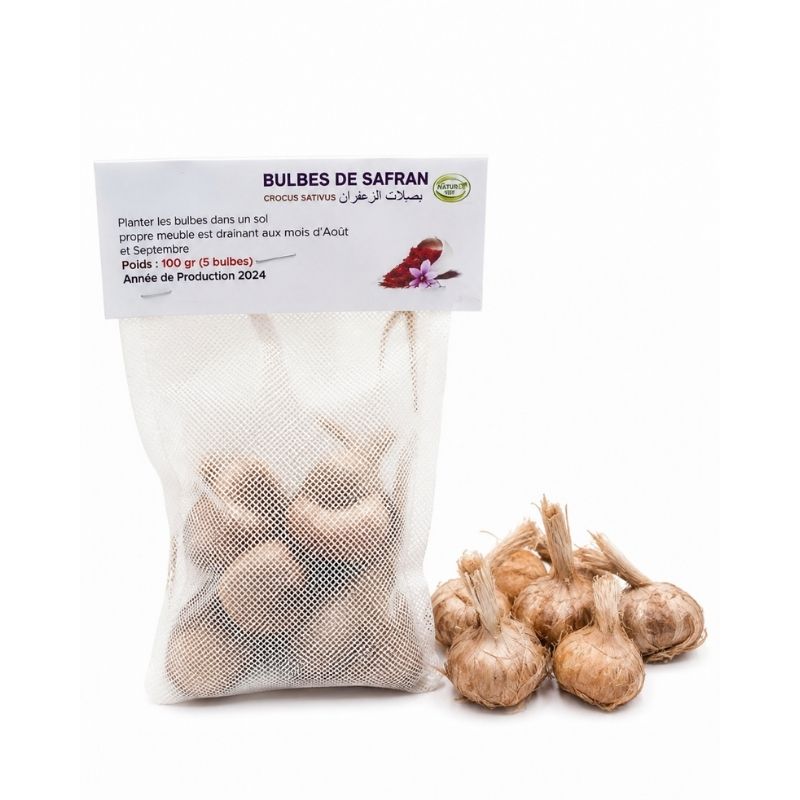 Bulbes de Safran Crocus sativus – Image 2