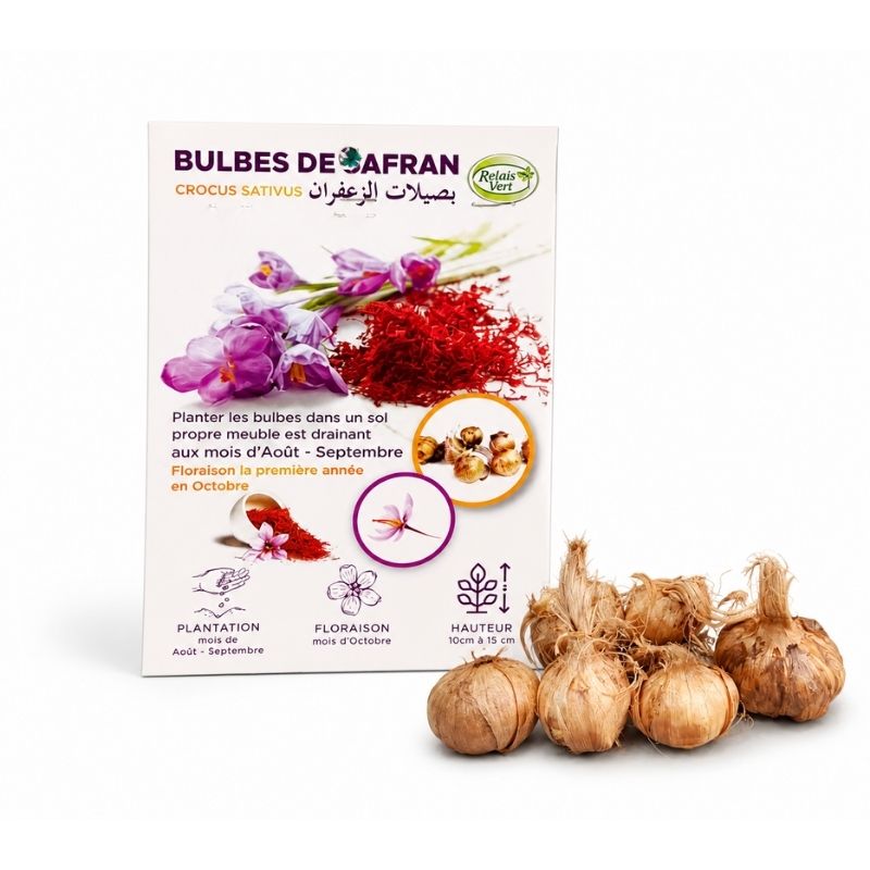 Bulbes de Safran Crocus sativus