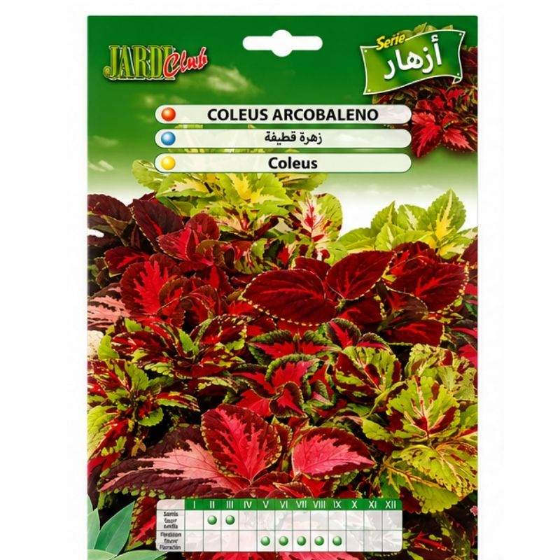 Graines de Coleus Arcobaleno Jardi Club