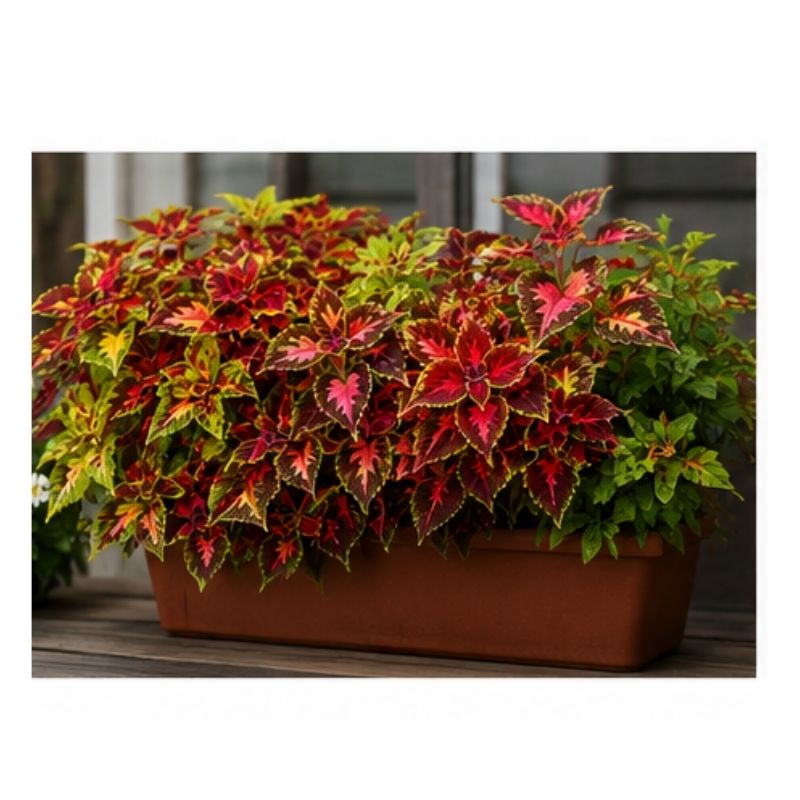 Graines de Coleus Arcobaleno Jardi Club