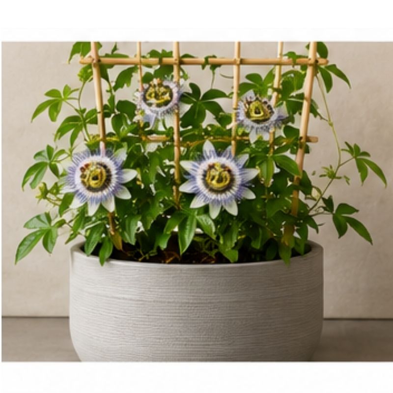 Graines de Fleur de la Passion Passiflora Jardi Club